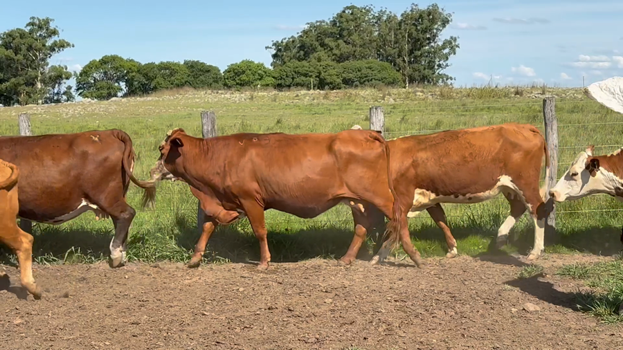 Lote 54 Vacas de invernar en Corrientes, Mercedes