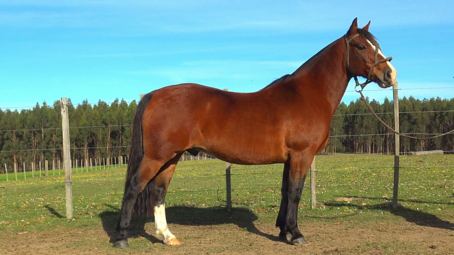 Lote MANEADOR II CHARRUA