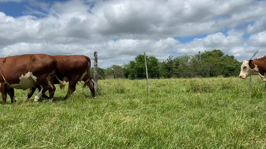 Lote 56 Vacas nuevas C/ cria