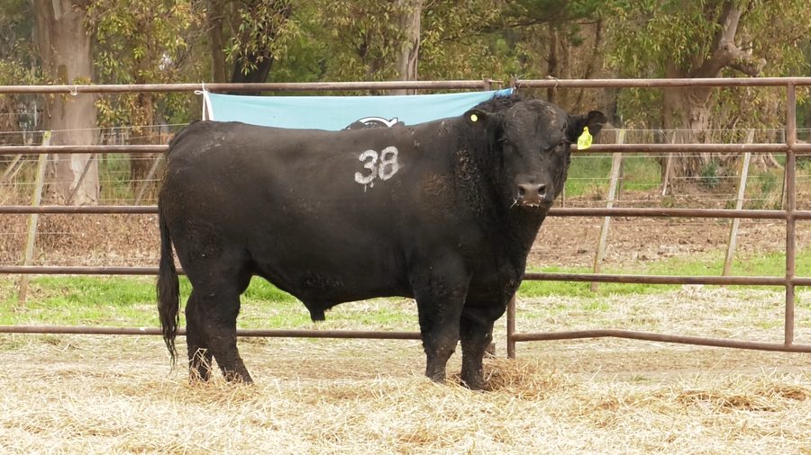 Lote TOROS ANGUS NEGROS  PC