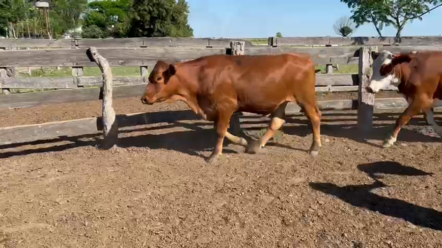 Lote 55 Novillos en Corrientes, Paso de Los Libres