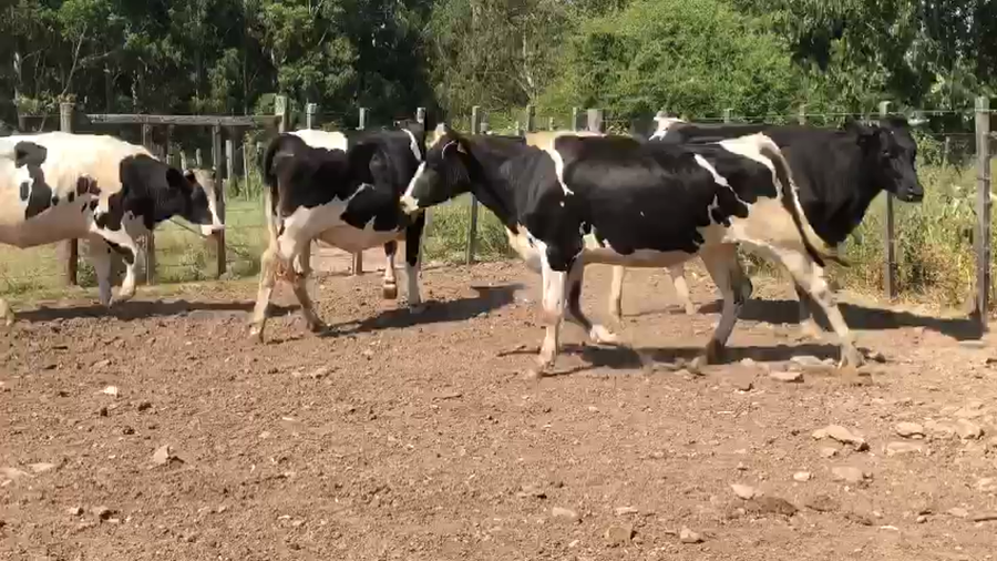 Lote 4 Vaquillonas  Holando a remate en Pantalla Camy 500kg -  en Mal Abrigo