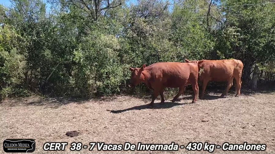 Lote 7 Vacas de Invernada en Canelones