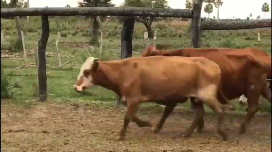 Lote 35 Vacas de invernar en Empedrado, Corrientes