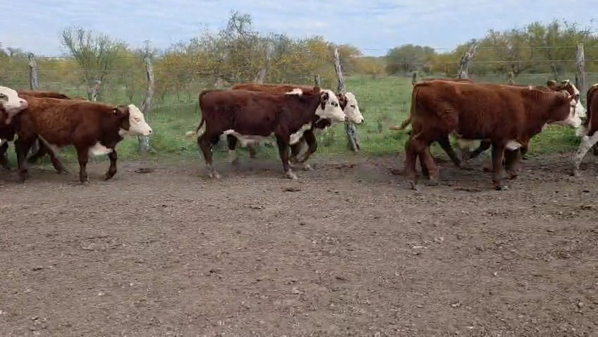 Lote 45 Terneros en Corrientes, Curuzu Cuatia