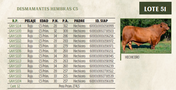 Lote LOTE 51
