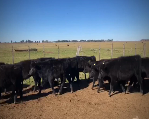Lote 39 Terneras en La Plata, Buenos Aires