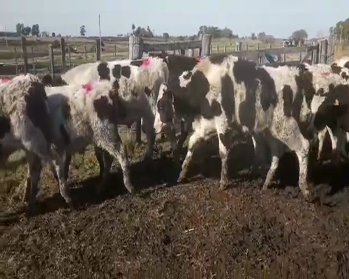 Lote 20 Terneros HOLANDO a remate en Pantalla Camy 160 - 180kg - , San José