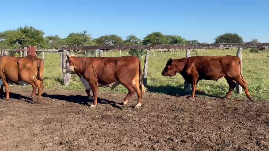 Lote 3 Vacas Conserva