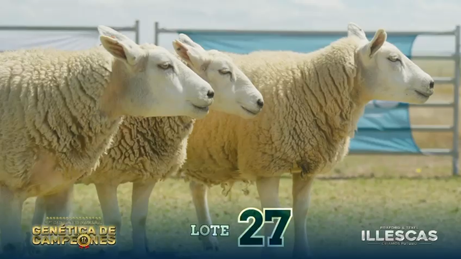 Lote LOTE 27
