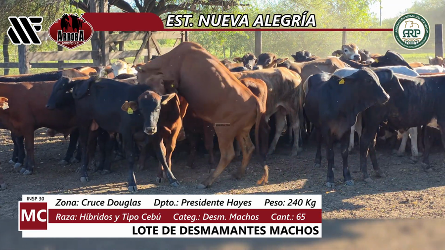 Lote Estancia Nueva Alegría