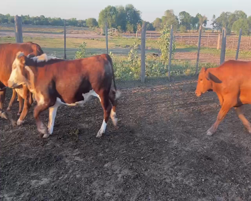 Lote 80 Novillitos en Pirané, Formosa