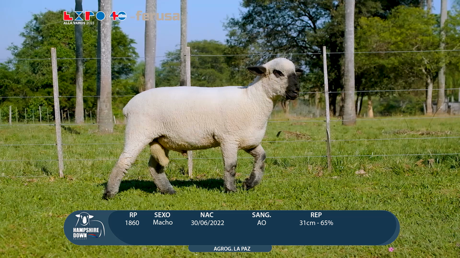 Lote LOTE 15 - BOZAL