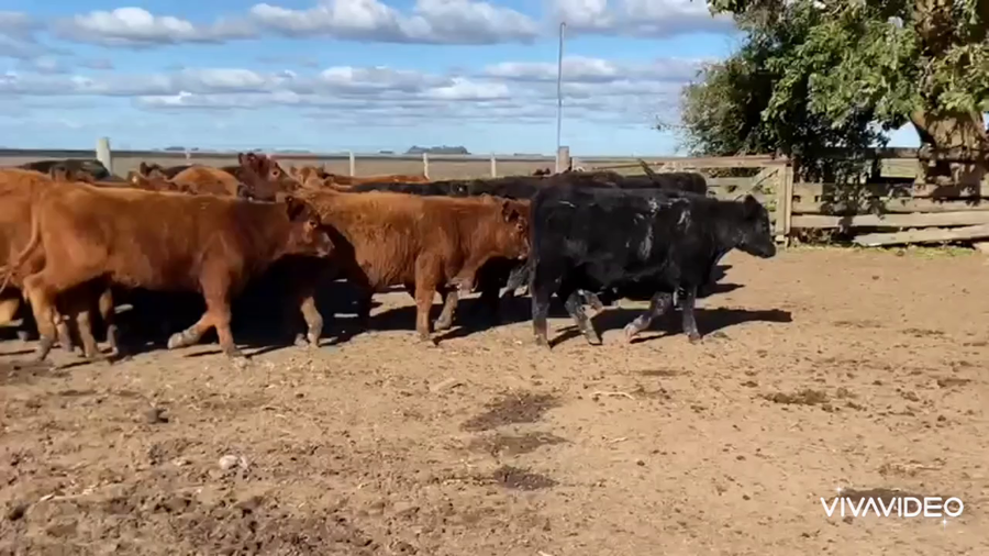 Lote 120 Terneros en Chascomús, Buenos Aires