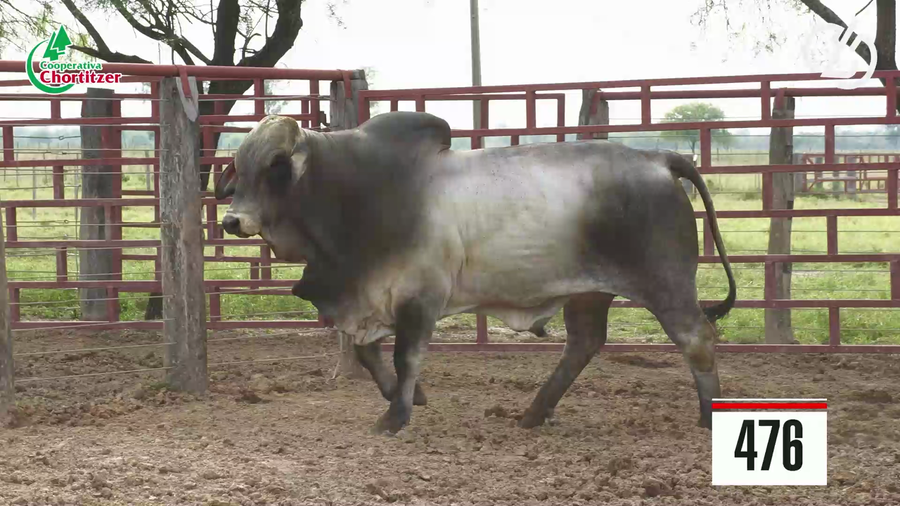 Lote Brahman