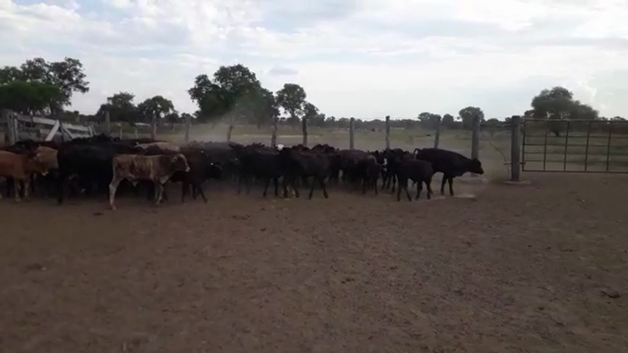 Lote 80 Terneros/as en Puero Tirol, Chaco