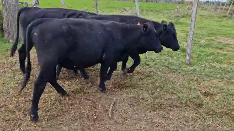 Lote 4 Toros AA a remate en Pantalla Camy 250kg - , San José