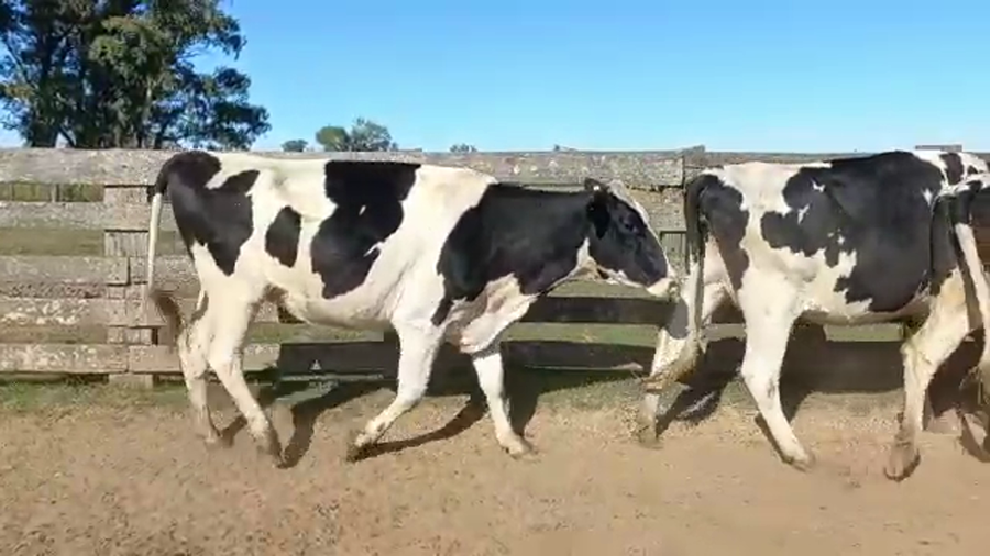 Lote Vaquillonas Preñadas  - Ramon Bereheterbide