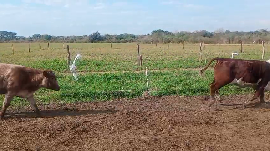 Lote 48 Novillitos