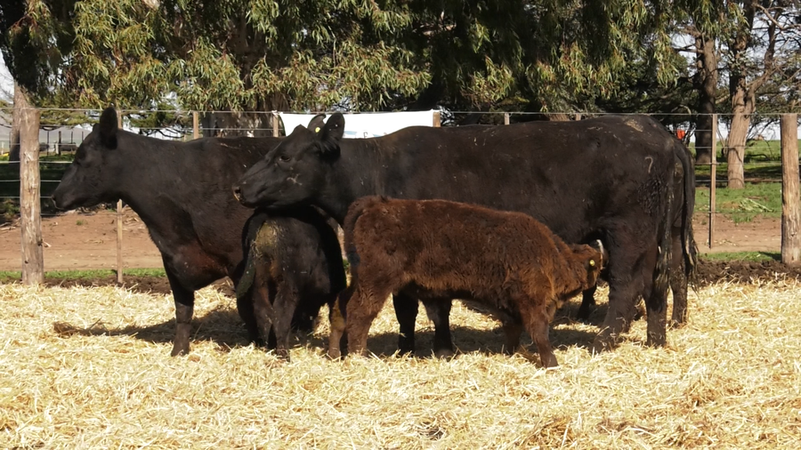 Lote VACAS PC DE 2 PARICION CON CRIA AL PIE