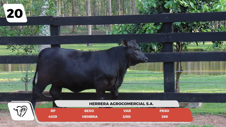 Lote LOTE 20- JUNIOR