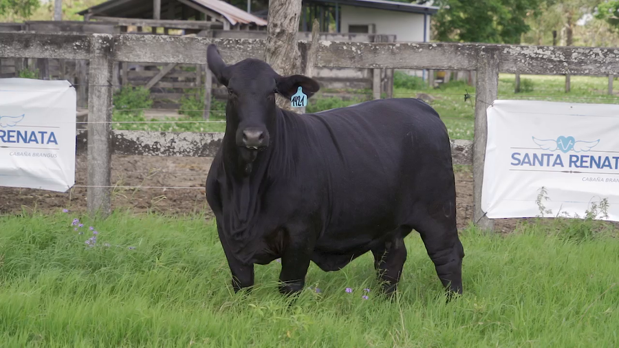 Lote VAQUILLA BRANGUS