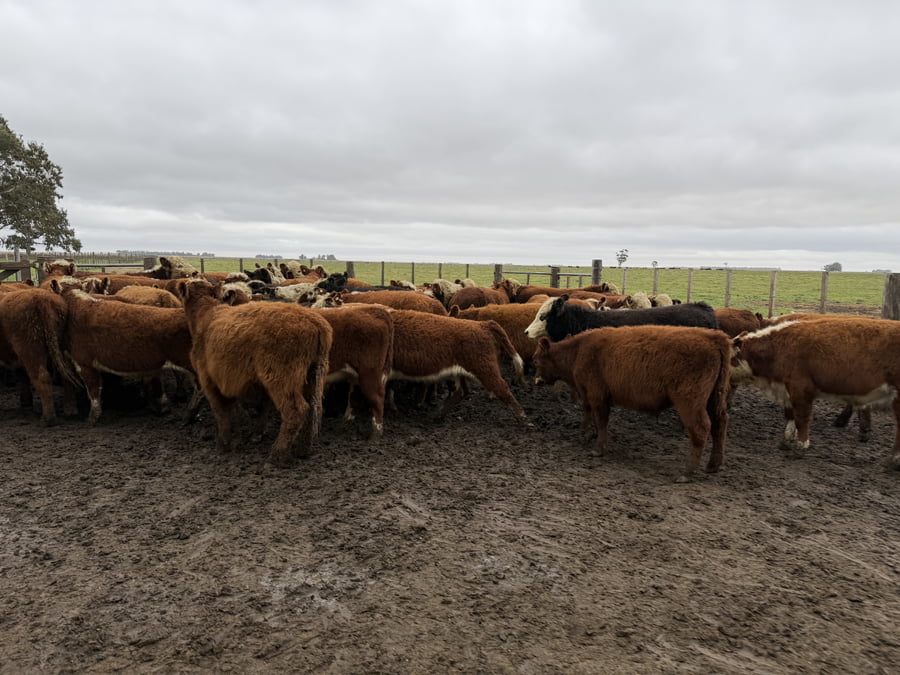 Lote 55 Terneros en Coronel Dorrego