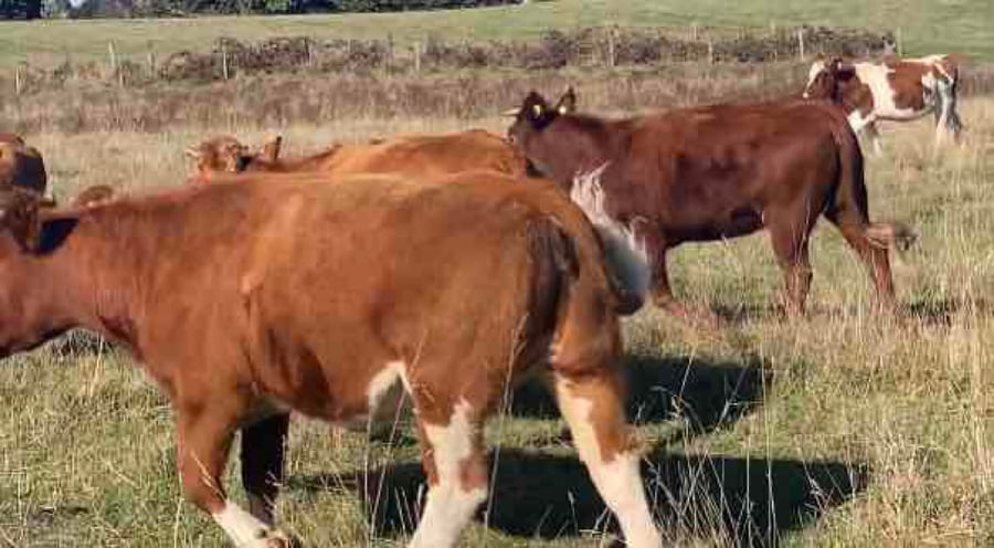 Lote 80 Vaquilla Engorda en Río Bueno, XIV Región Los Ríos
