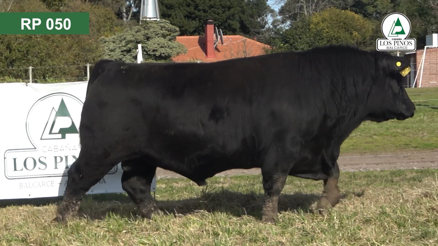 Lote 3 Toros ANGUS a remate en 40º Remate Anual - Cabaña Los Pinos en Balcarce