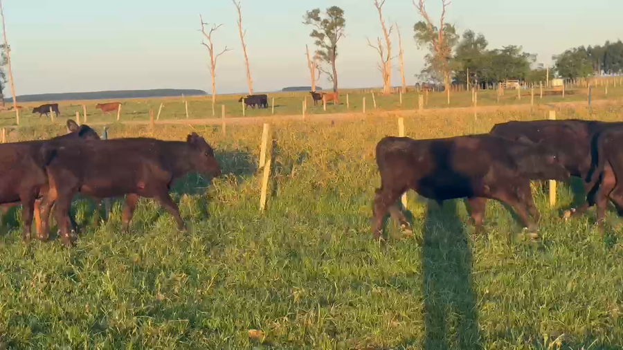 Lote 88 Terneros en Corrientes, Paso de Los Libres