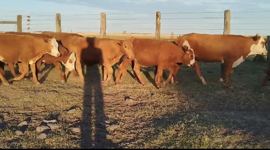 Lote 51 Terneros/as en Corrientes, Curuzú-Cuatiá