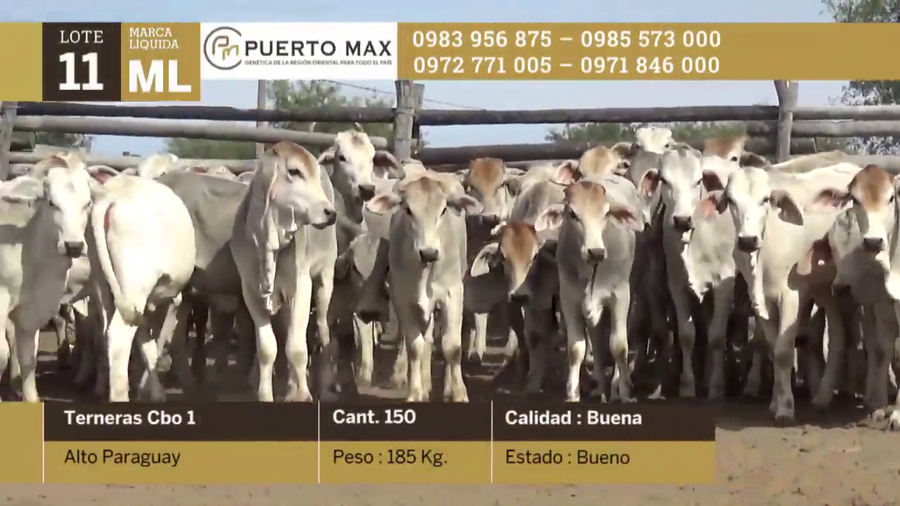 Lote Terneras más de 170 kg