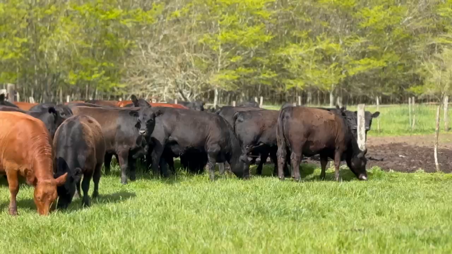 Lote 42 Vaquillonas