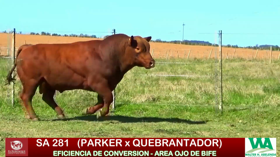 Lote Toros a remate en ANGUS EL REBENQUE, Florida