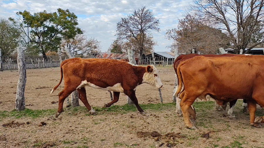 Lote 15 Vacas p/ invernar en Corrientes, Curuzu Cuatia
