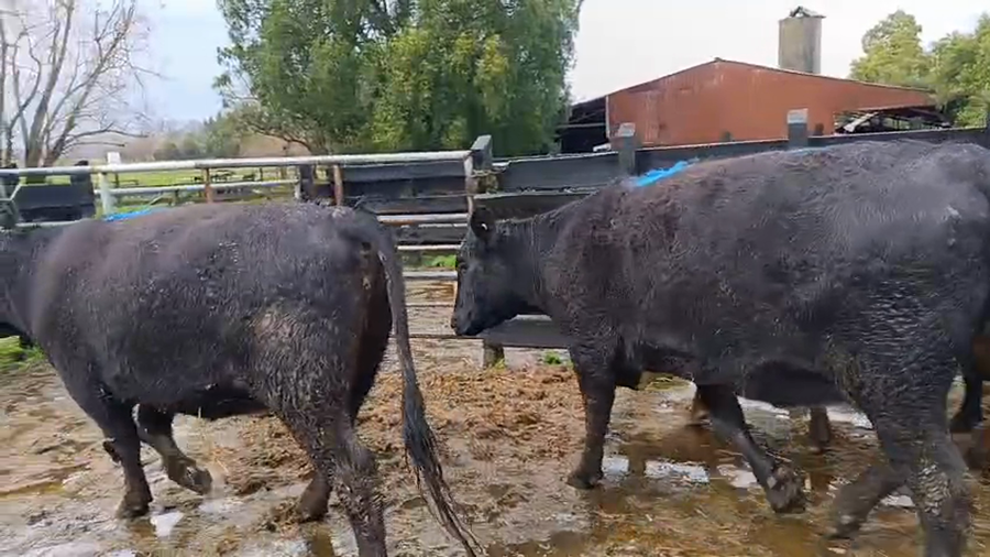 Lote 13 Vaquilla Gorda en Futrono, XIV Región Los Ríos