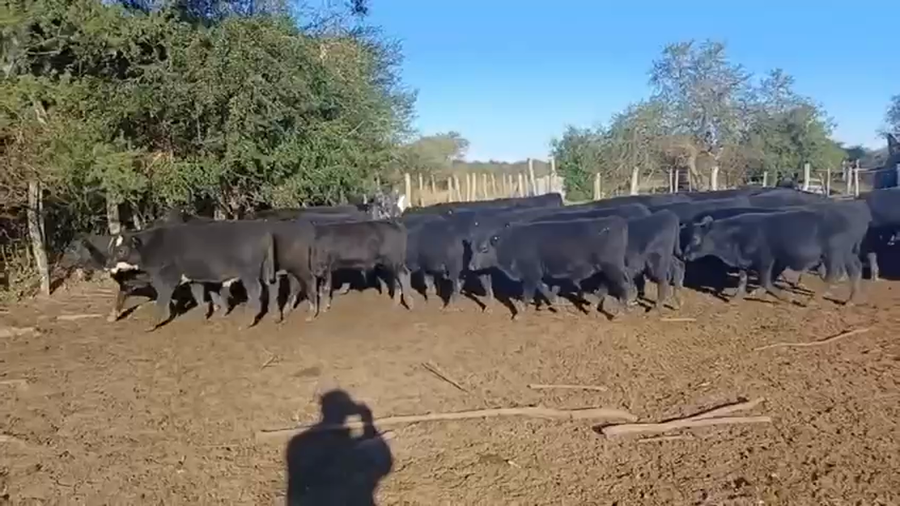 Lote 200 Terneros ANGUS NEGROS en Brandsen
