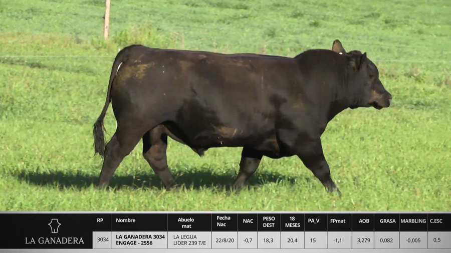 Lote LA GANADERA 3034 ENGAGE - 2556