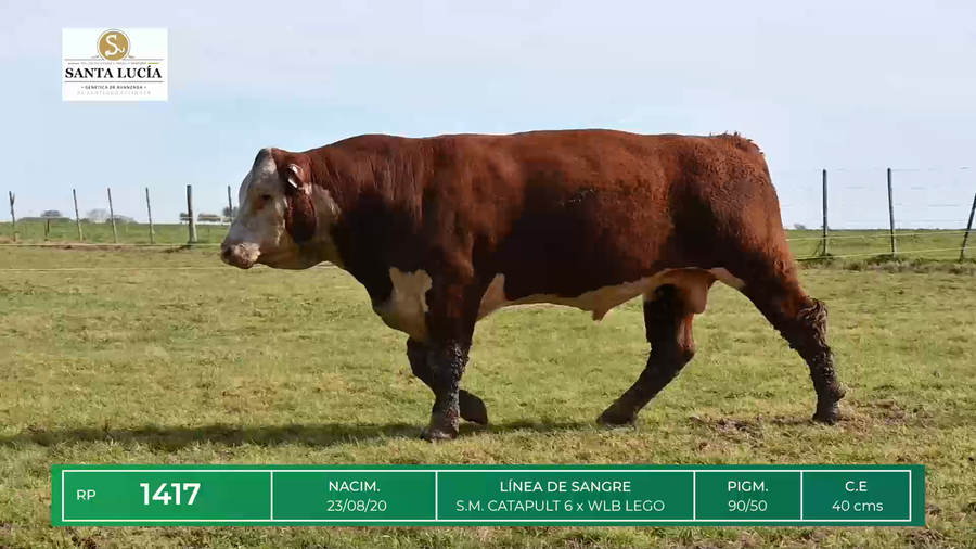 Lote TOROS HEREFORD