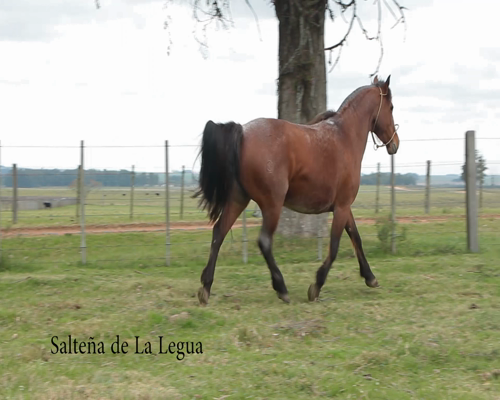 Lote SALTEÑA DE LA LEGUA