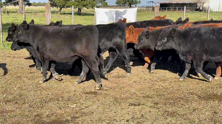 Lote 35 Terneros/as