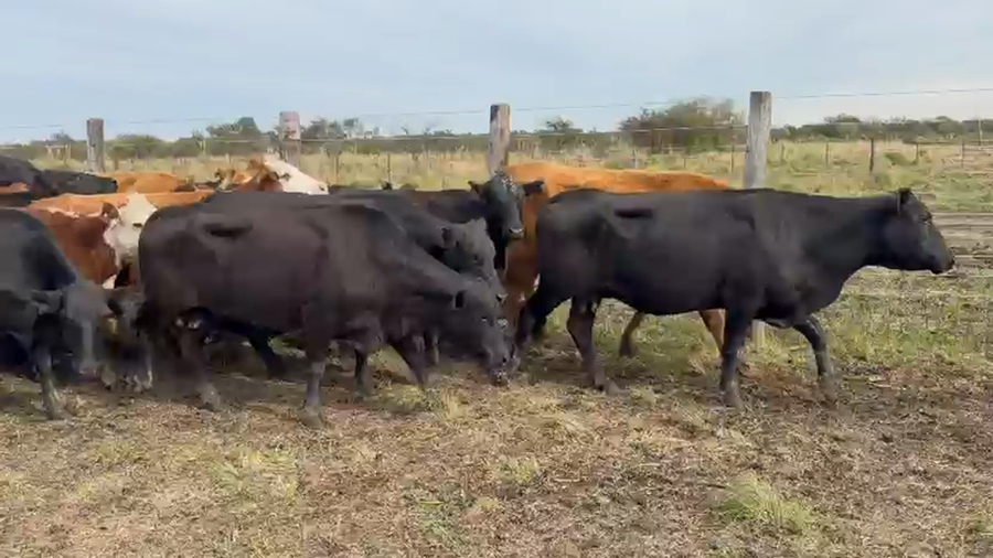Lote 68 Vacas de invernar