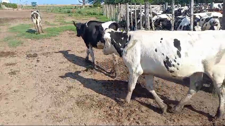 Lote 65 NOVILLITOS HOLANDO ARGENTIN EN COL. SAN PEDRO, CÓRDOBA