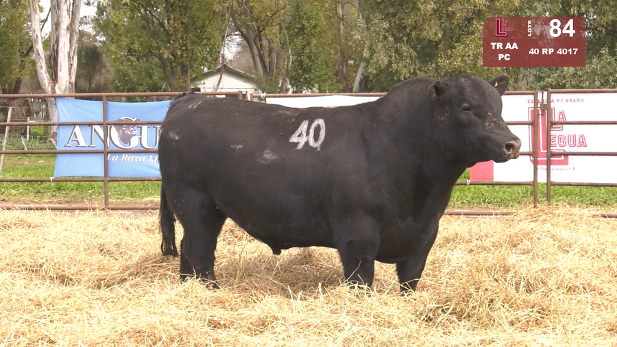 Lote TOROS ANGUS NEGROS  PC