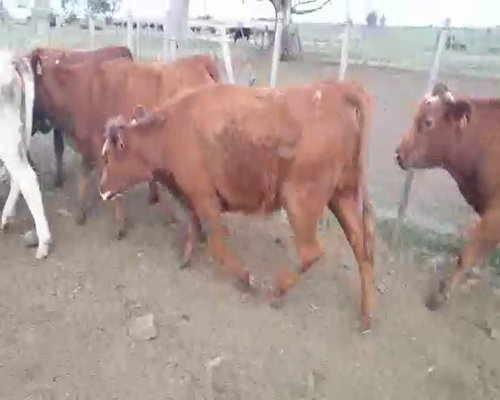 Lote 19 Vaquillonas 1 a 2 años CRUZAS ANGUS COLORADO a remate en Pantalla Camy, San José