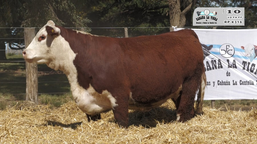 Lote HEMBRAS POLLED HEREFORD  PUROS DE PEDIGREE PREÑADAS