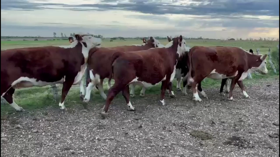 Lote VACAS GORDAS