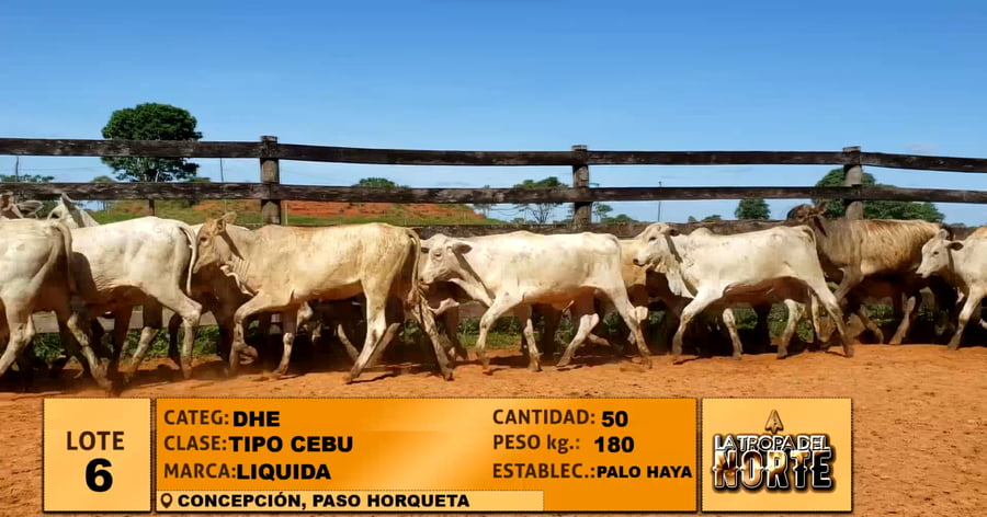 Lote Lote 6
