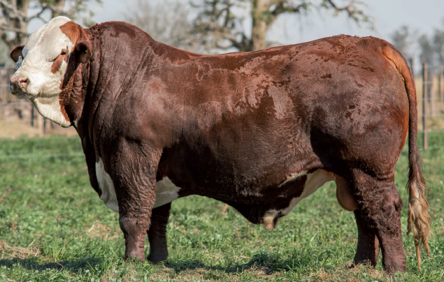 Lote Toro Braford -  Los Charabones