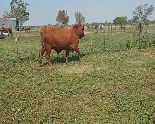 Lote Toro brangus cabaña San Jeronimo del Toba
